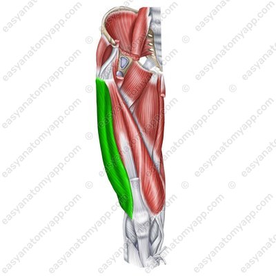 Äußerer Oberschenkelmuskel (m. vastus lateralis)